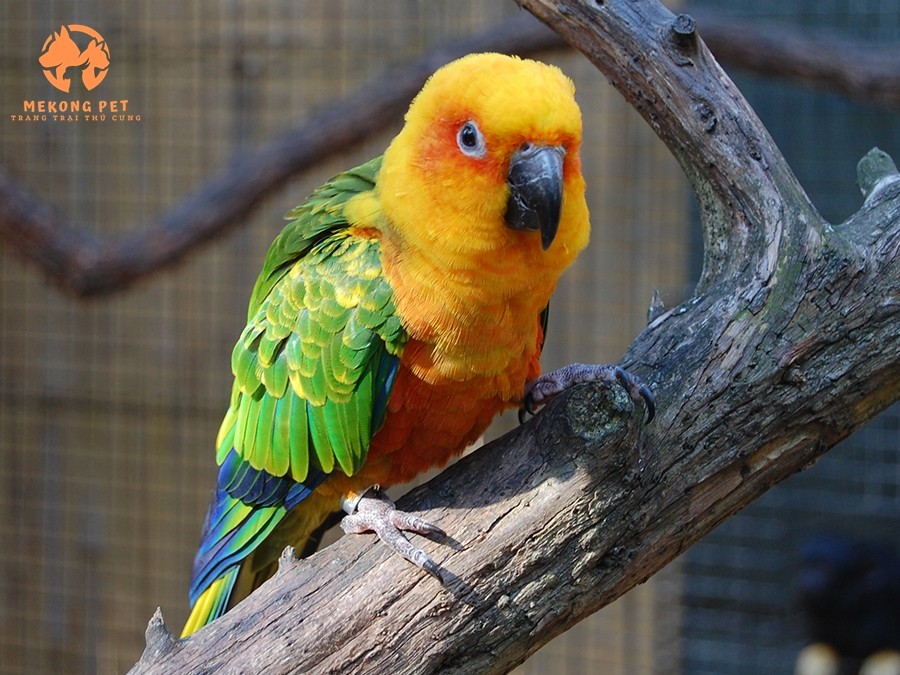 Những chú vẹt Sun conure sống ngoài tự nhiên rất gần gũi và thân thiện với con người